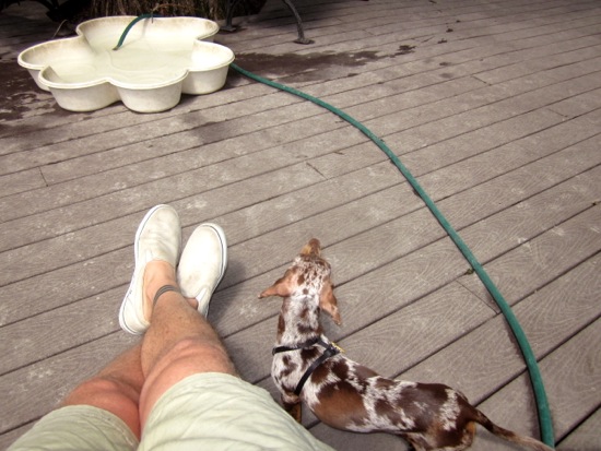 dog park