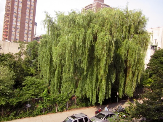 tree
