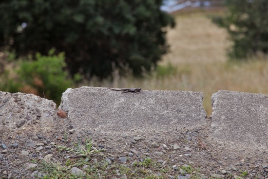 lizard