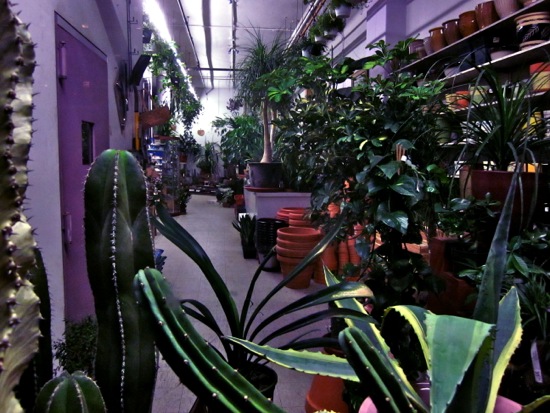 plant