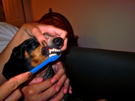 edie + dogs