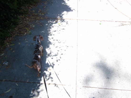 maddy + walking