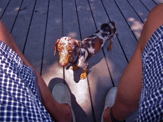 dog park