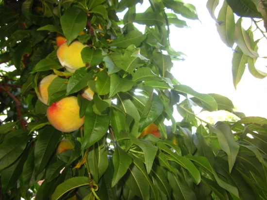 peach