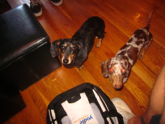 edie + dogs