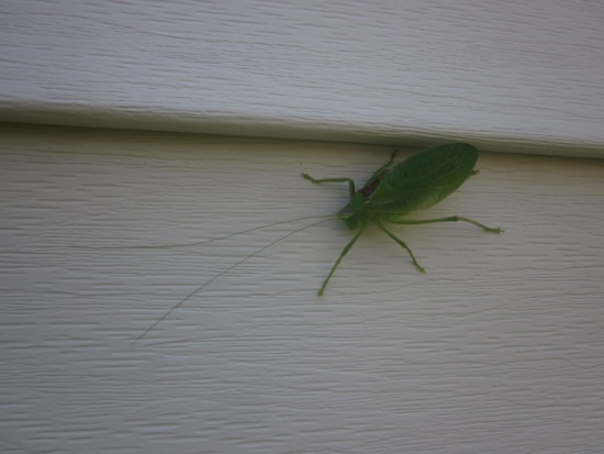 bugs