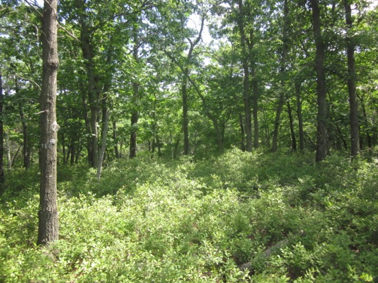 trees