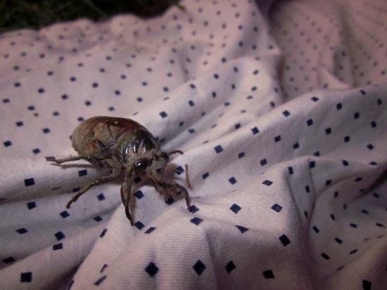 bugs