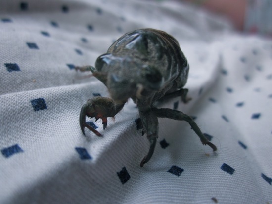 bugs
