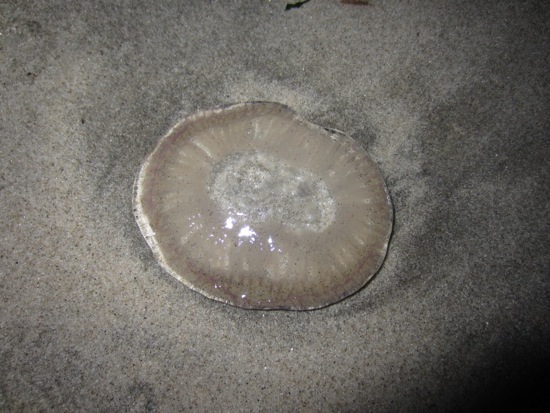jellyfish
