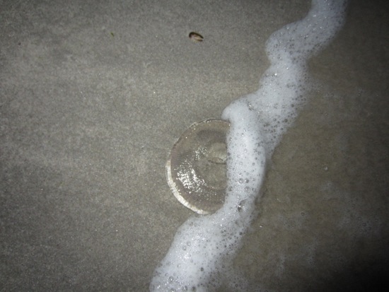 jellyfish