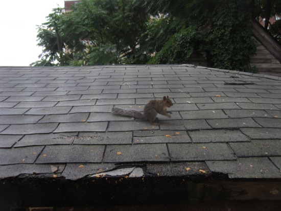 squirrel