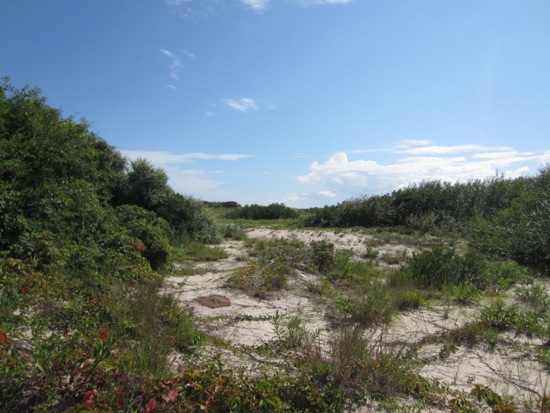 beach + fort tilden
