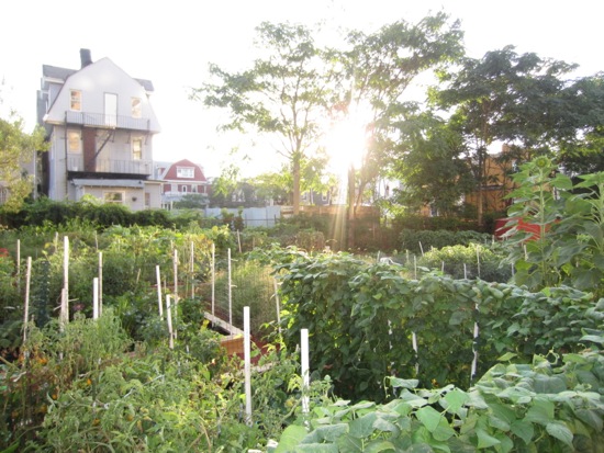 garden