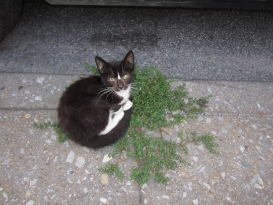 cat