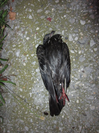bird