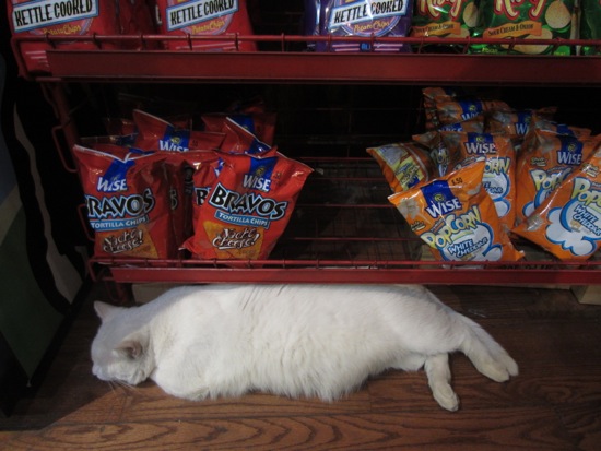cat