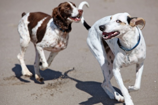 beach + dogs