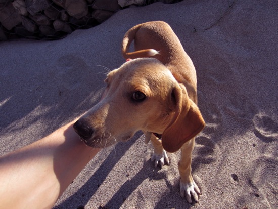 puppy