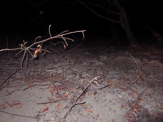 possum