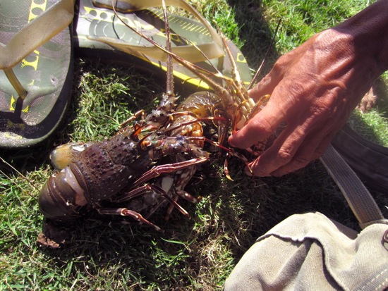 lobster