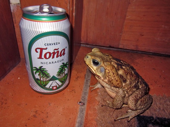 toad