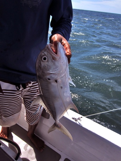 fish