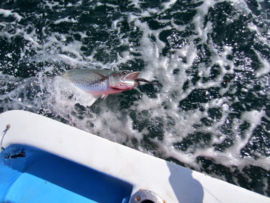fish