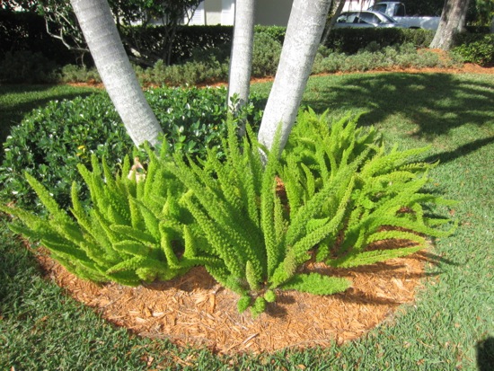 plant