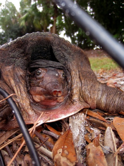 turtle