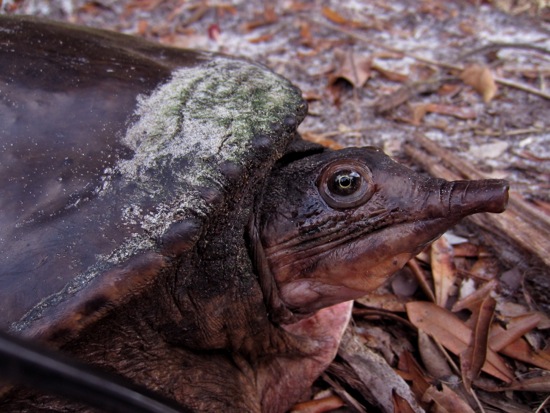 turtle