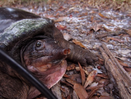 turtle