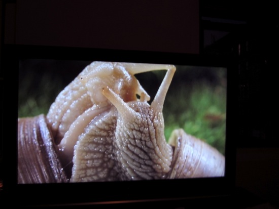 snail