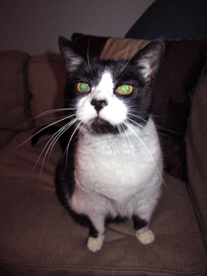 cat