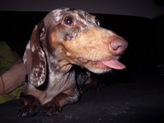 tongue
