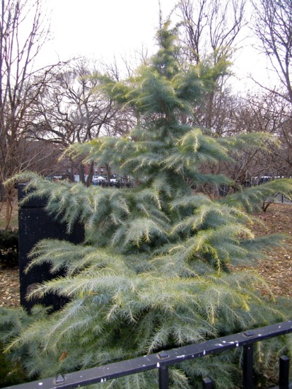 tree
