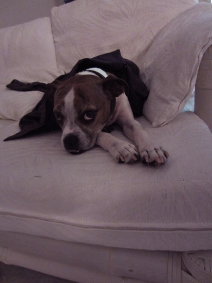 dog
