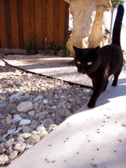 cat