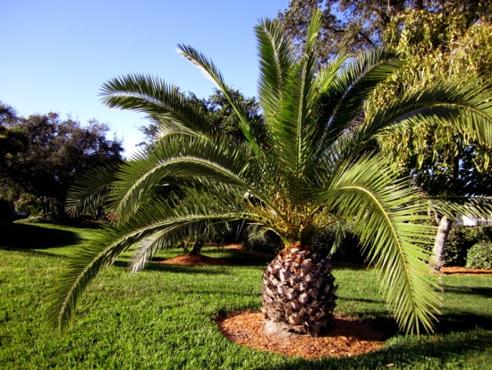 palm tree