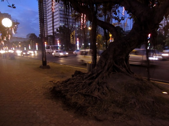 tree