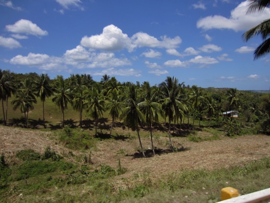 palm tree