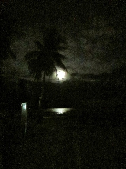 palm tree