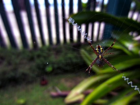 spider