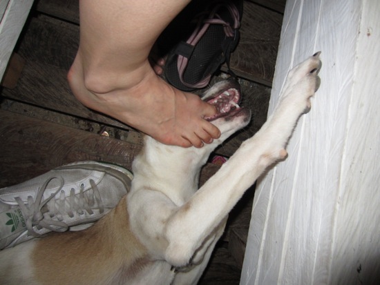 dog