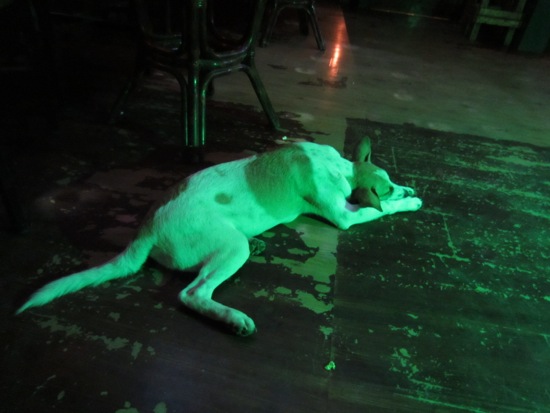 dog