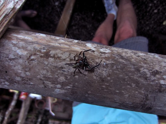bugs
