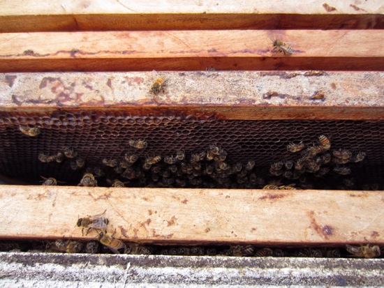 bee