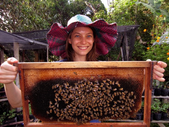 bee