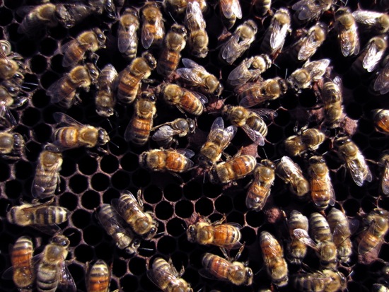 bee