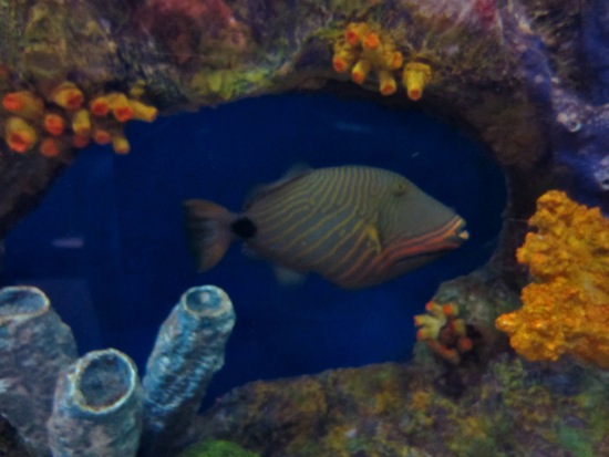 triggerfish